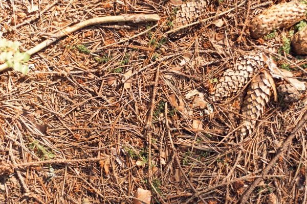 Cost of Pine Needles Removal in Gaithersburg