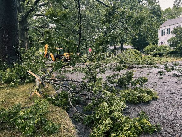 Tree Branch Disposal in Gaithersburg