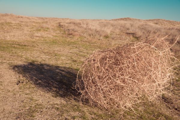 Tumbleweed Removal in Gaithersburg