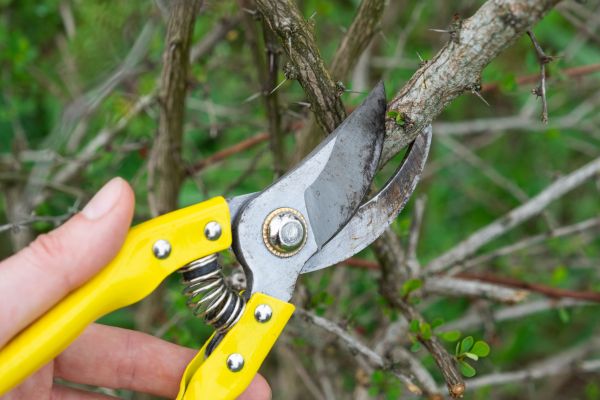 Limbs Removal in Gaithersburg