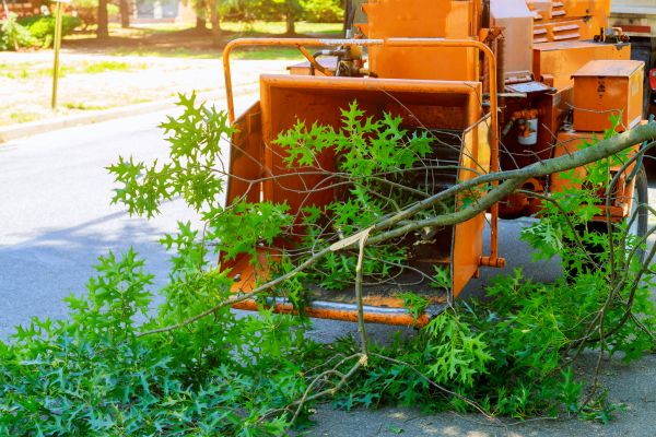 Tree Branches Removal in Gaithersburg