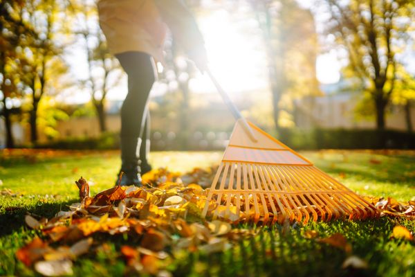 Leaves Raking in Gaithersburg