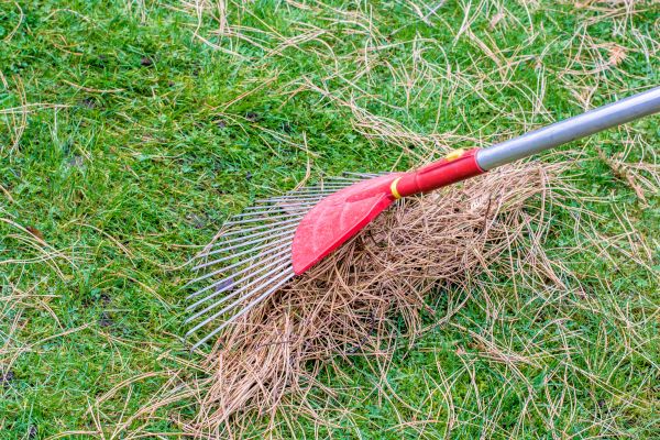 Yard Raking in Gaithersburg