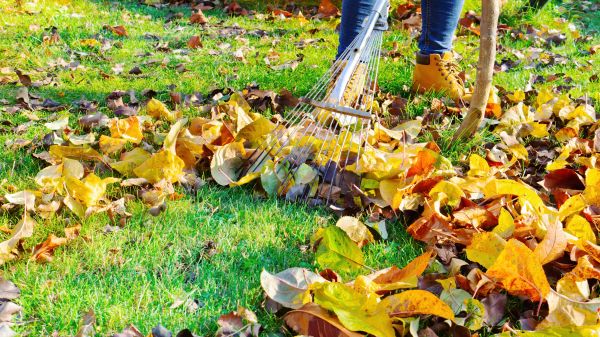 Cost of Autumn Leaf Removal in Gaithersburg